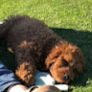 Meet your Posher, Tess